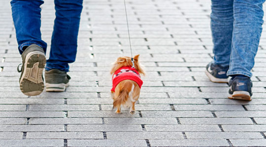 ¿Has tenido un accidente y hay mascotas involucradas? ¿Has tenido un accidente y hay mascotas involucradas?