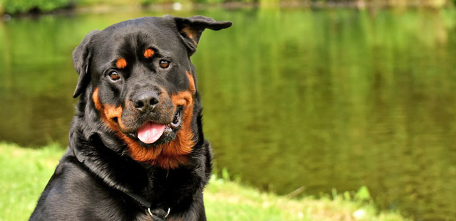 Contrata el seguro para tu perro de raza potencialmente peligrosa al mejor precio