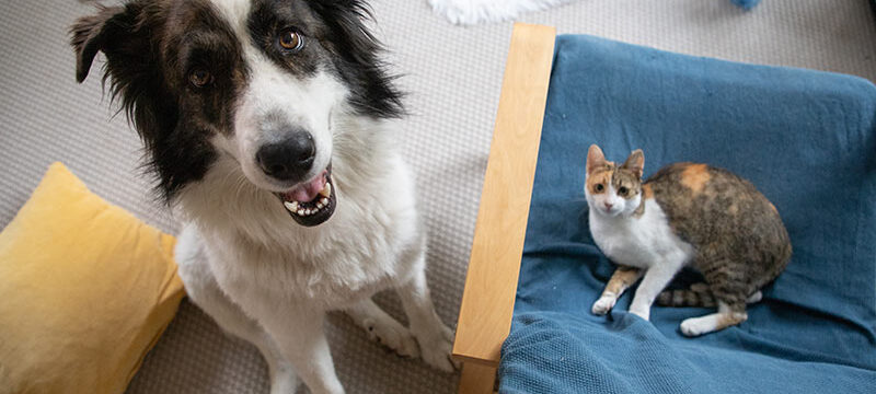 ¿Vale la pena un seguro para mascotas? Coberturas básicas y recomendaciones